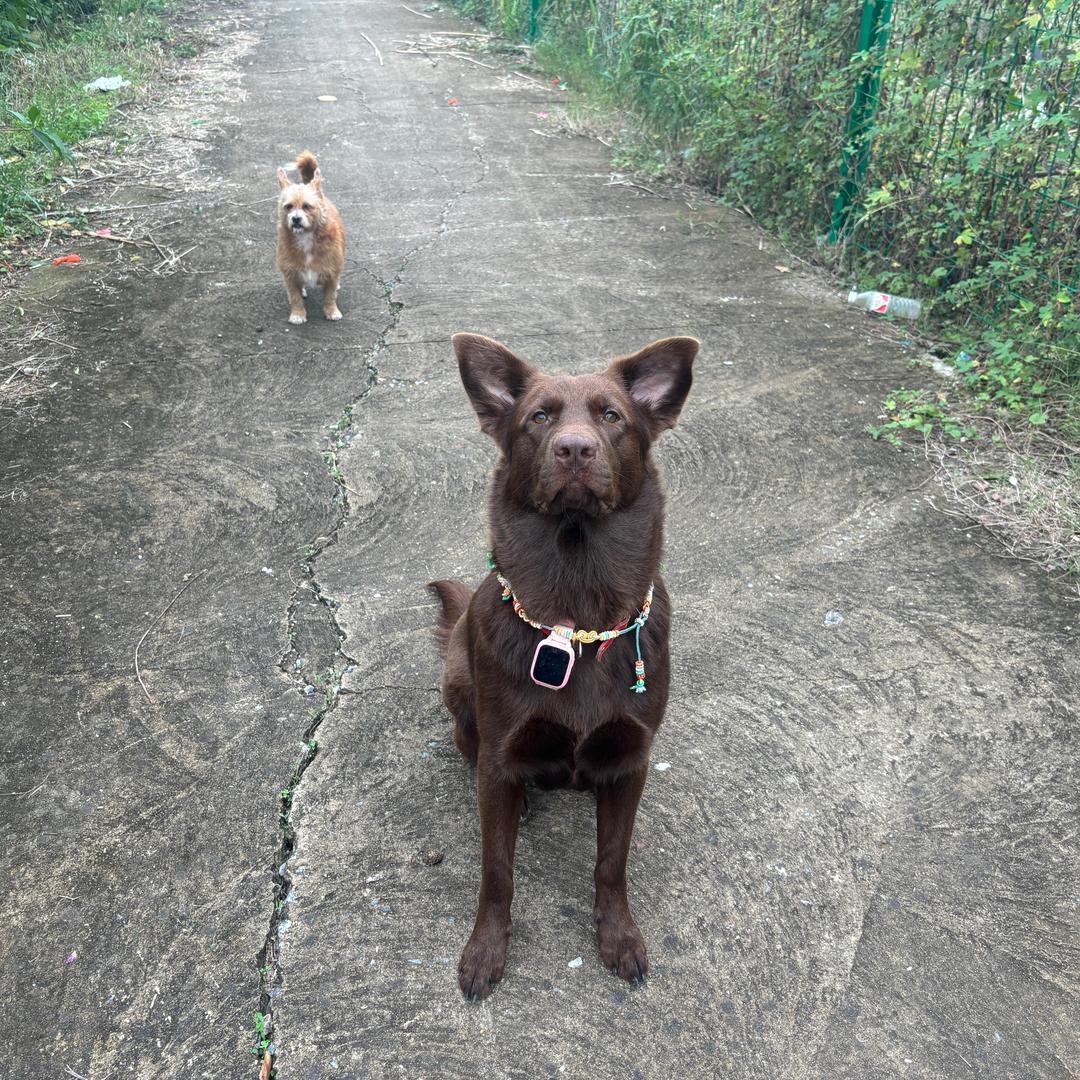 胖娃娃小孩烧鸡