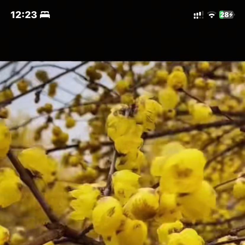 绿之苑盆景园