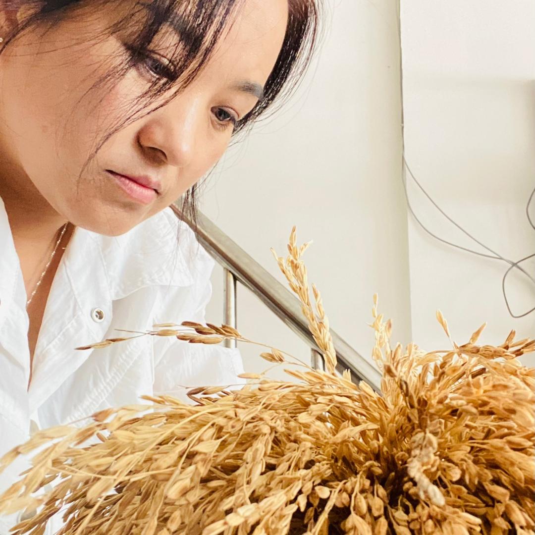 五常大米蛙泳田