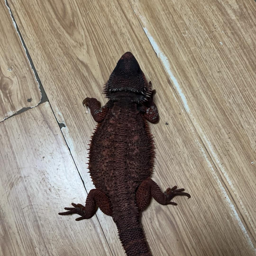 萌探爬宠店
