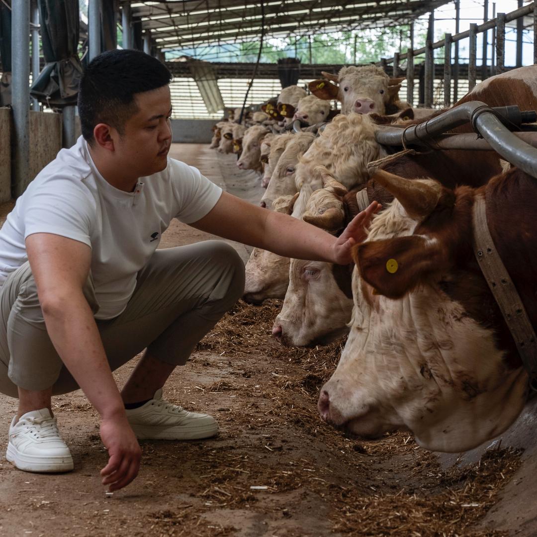 庆桃肉牛养殖场