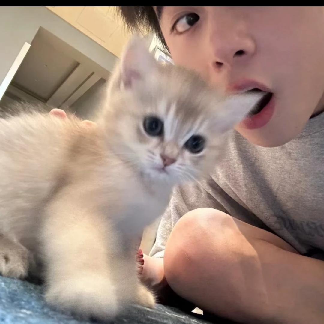醒了的小猫