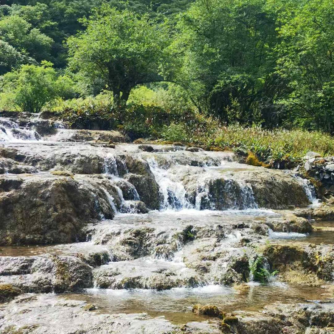 树🌲上有只熊🐻