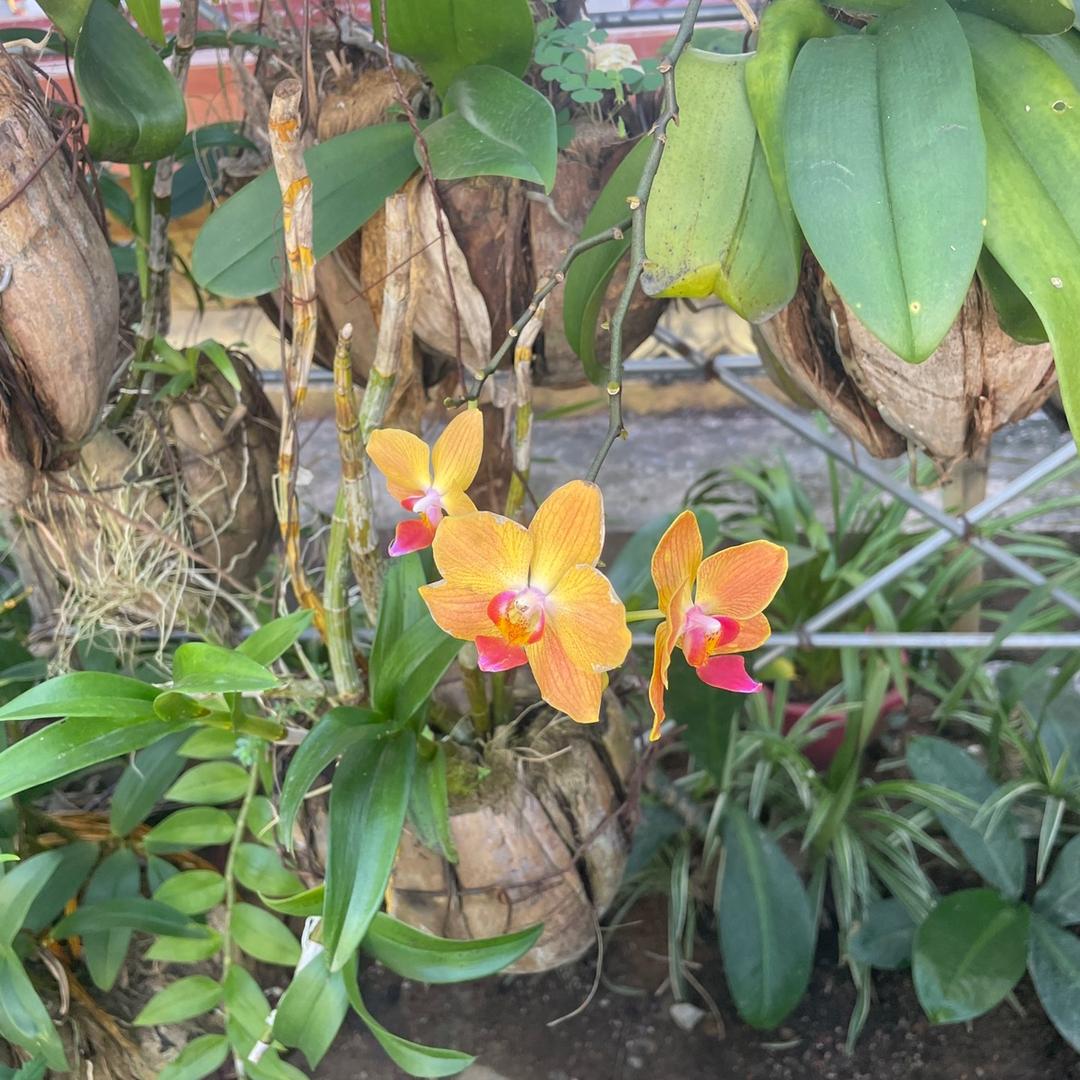 植艺绿植花卉