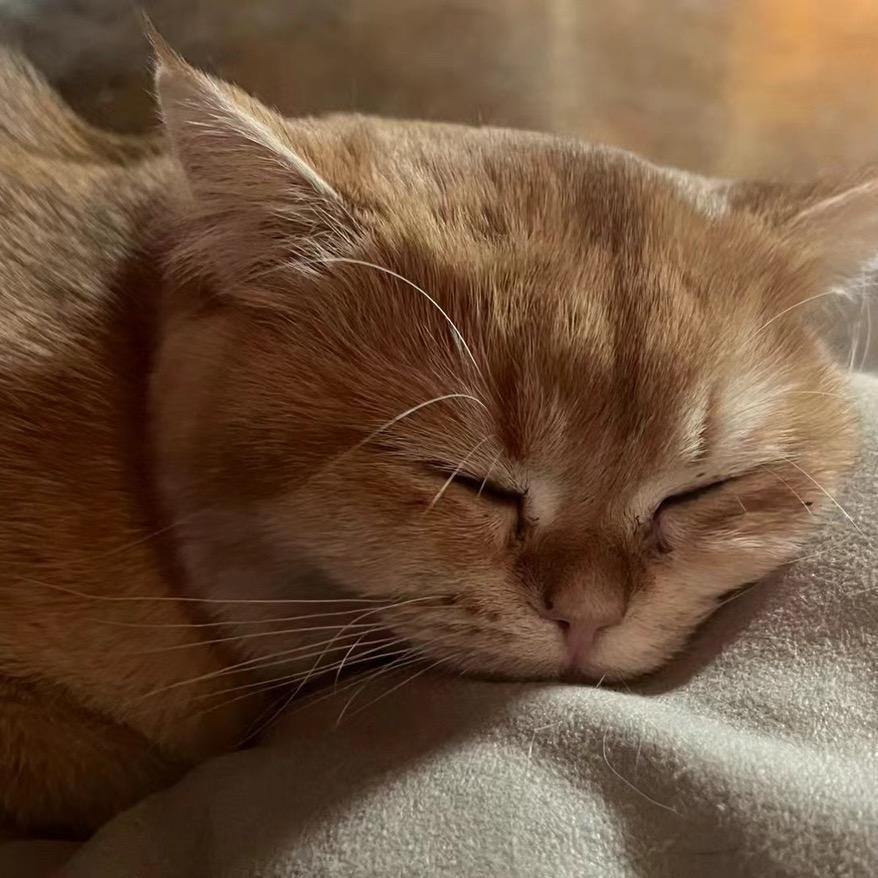 小葵葵是只猫
