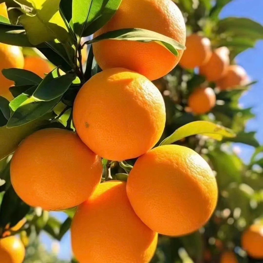 橙鲜生