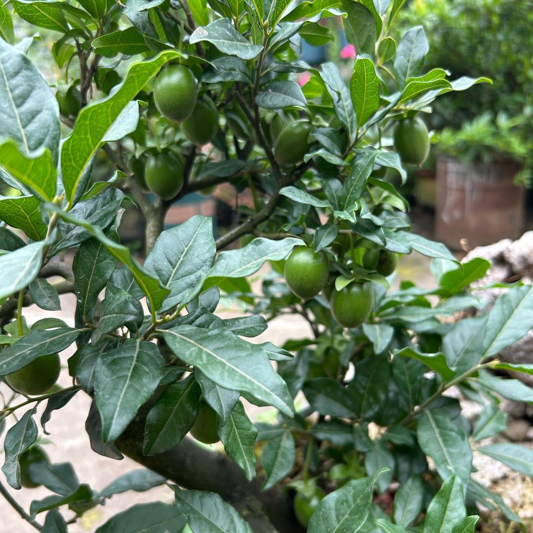 地狱走出的男人