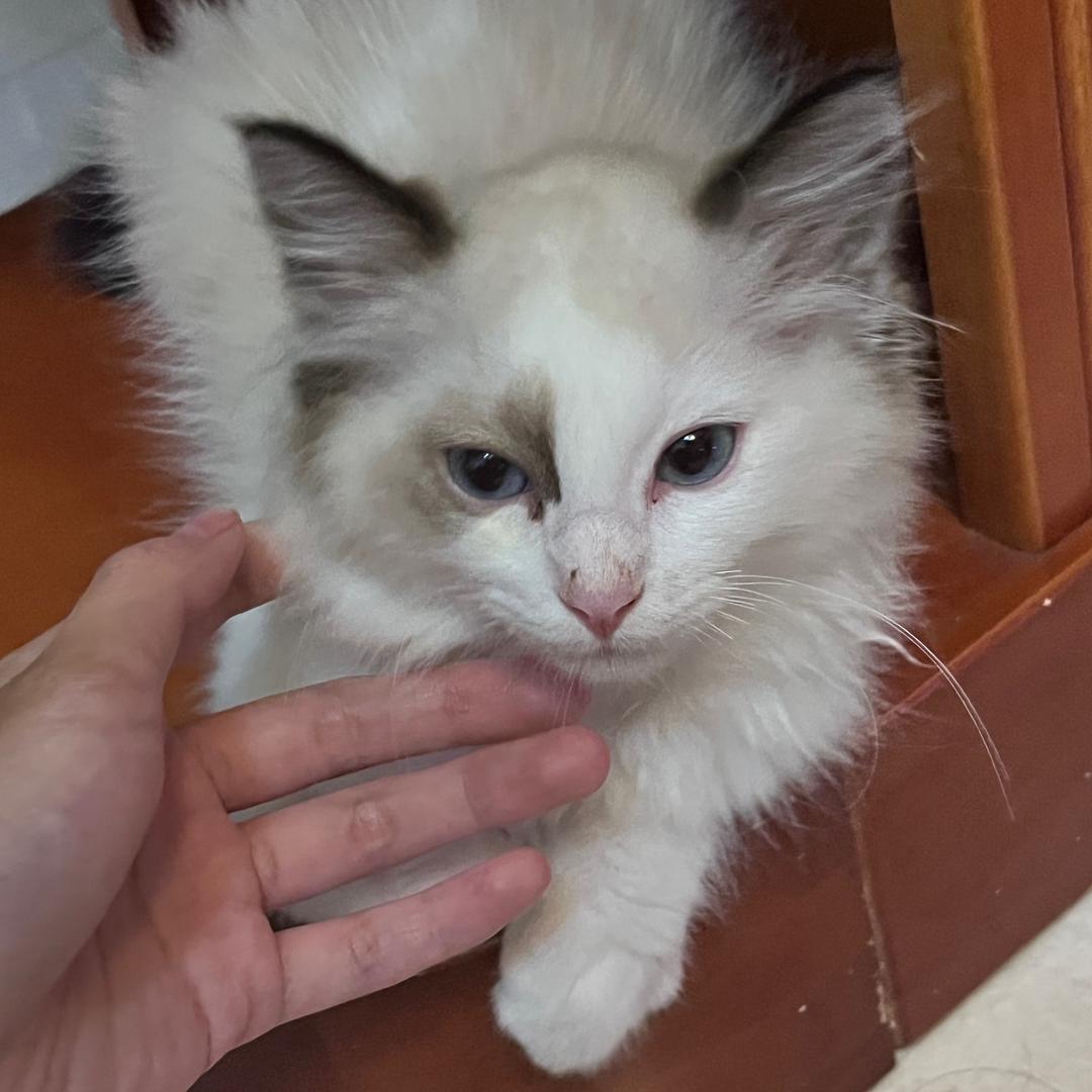 🐑和🌧️的恋爱日记