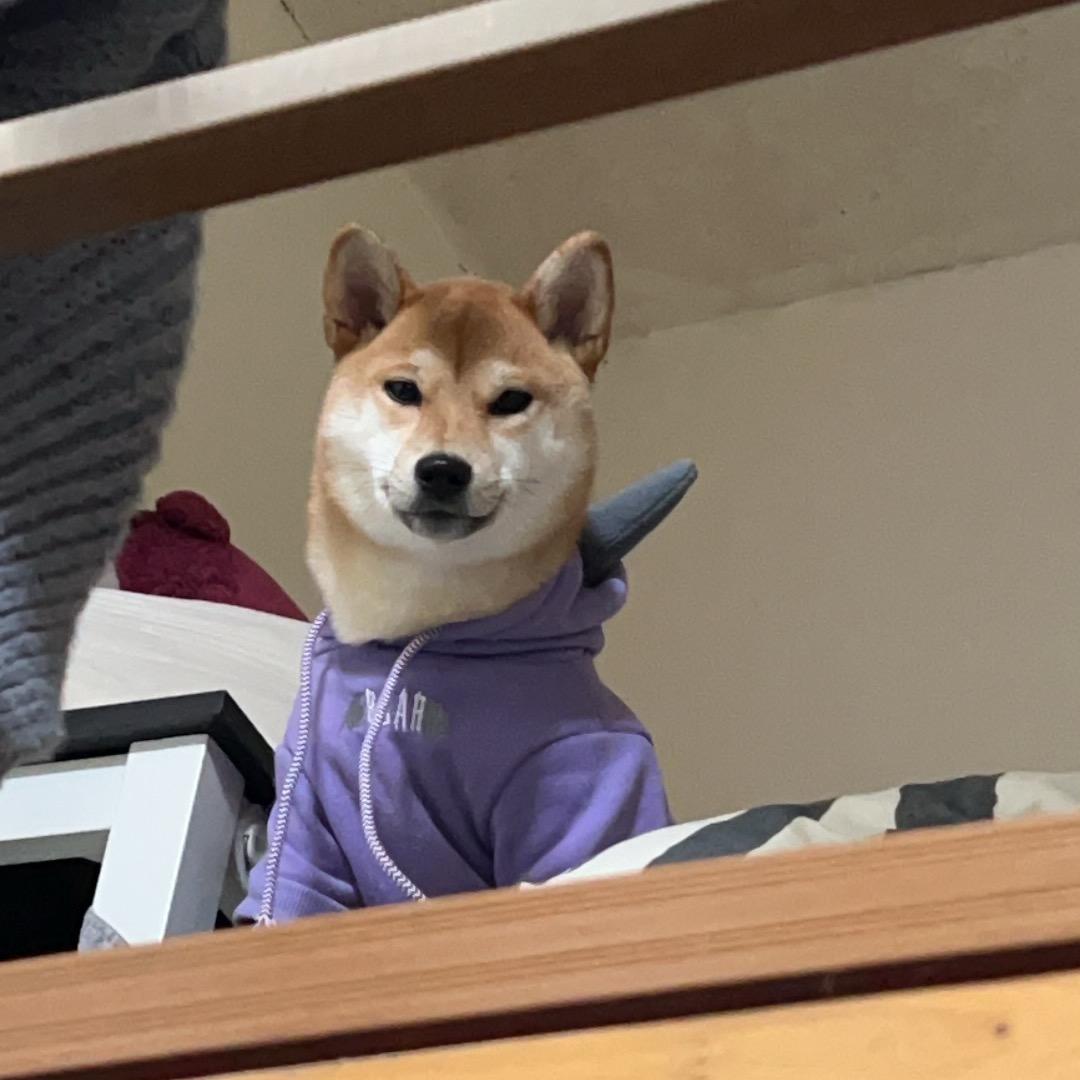 黄呆呆