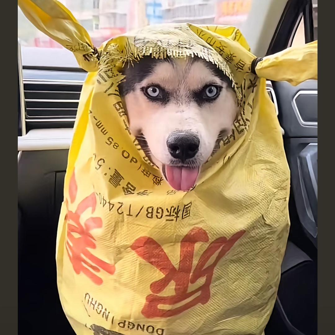 迪迦、