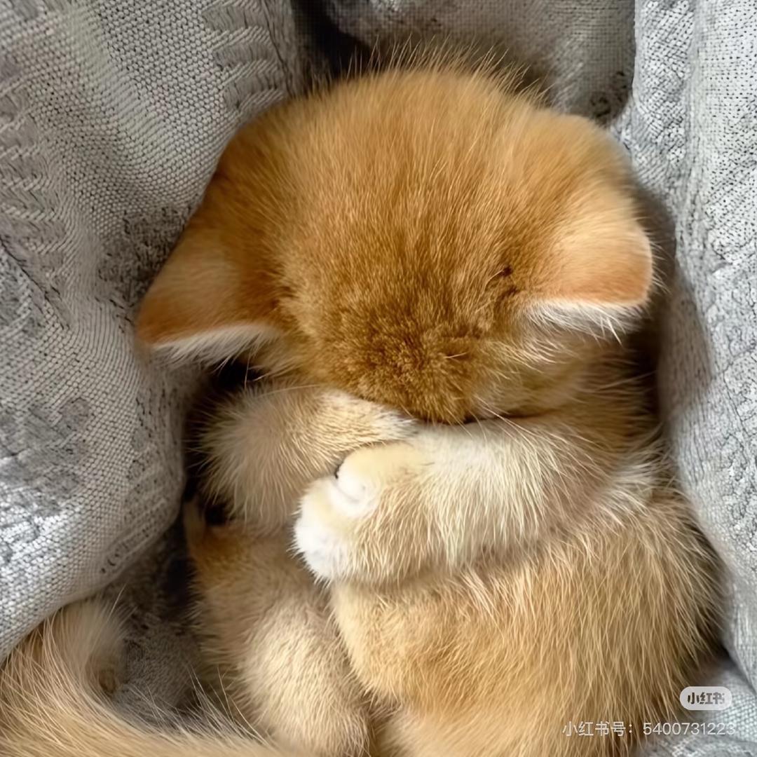 舒