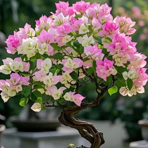 花仙子三角梅园艺