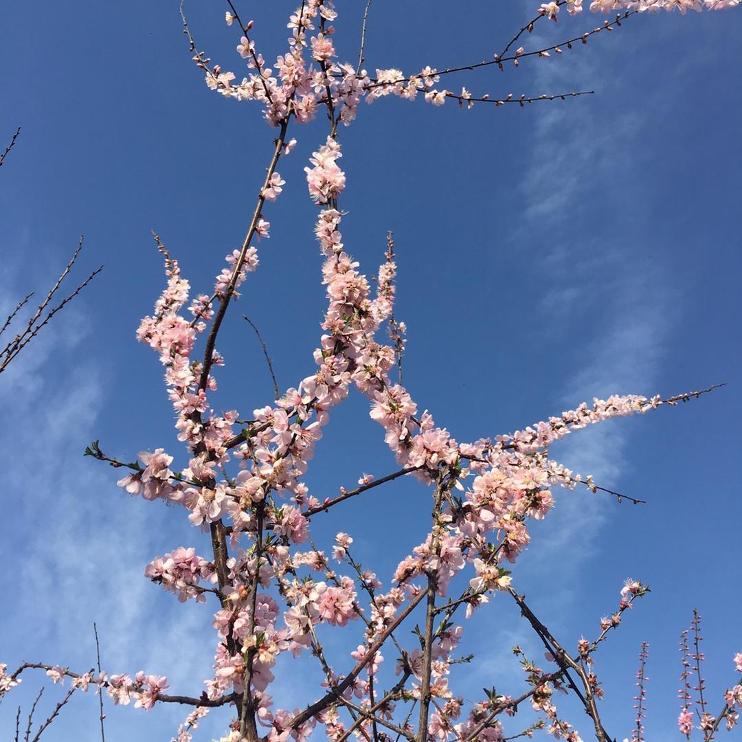 梦荷花