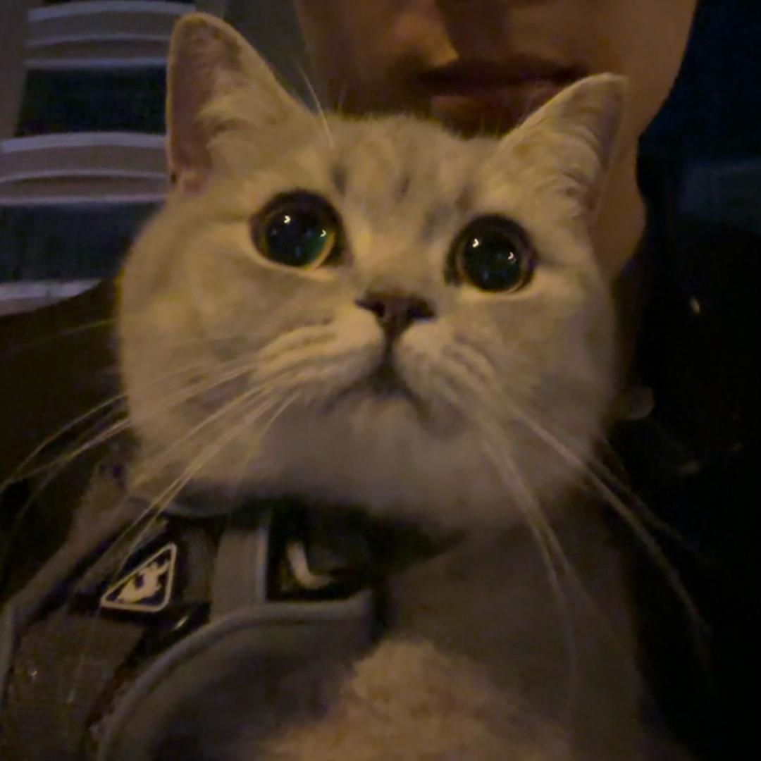 招财是只猫