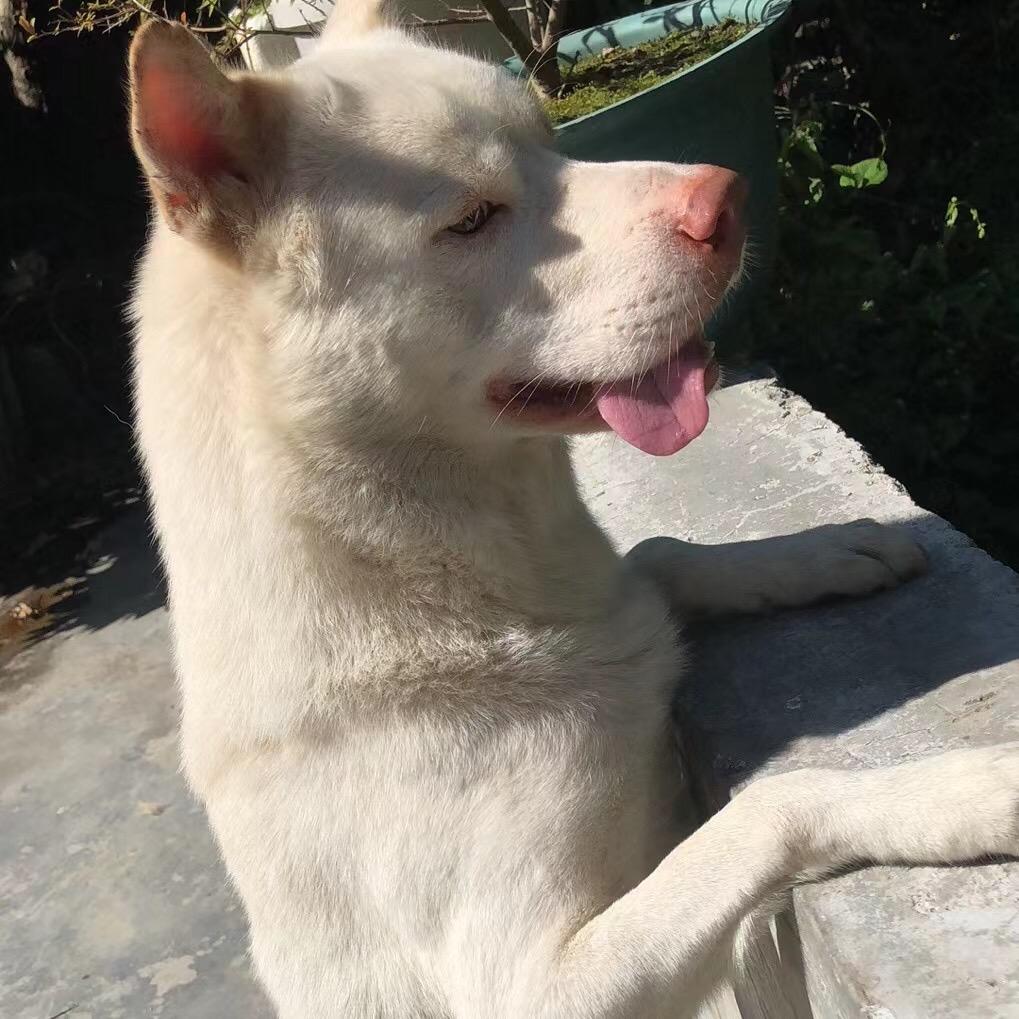 阿司丶匹林