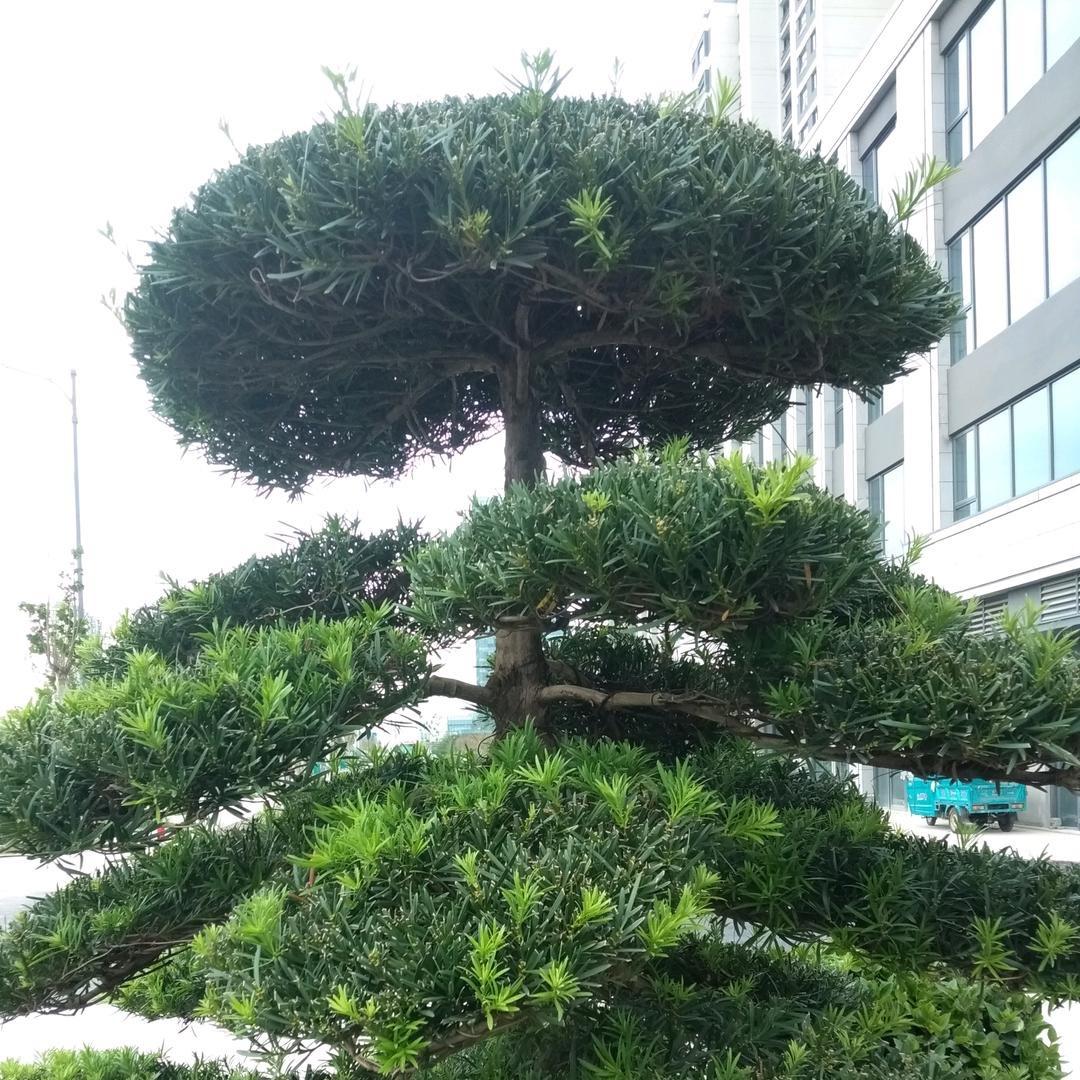 四季常青