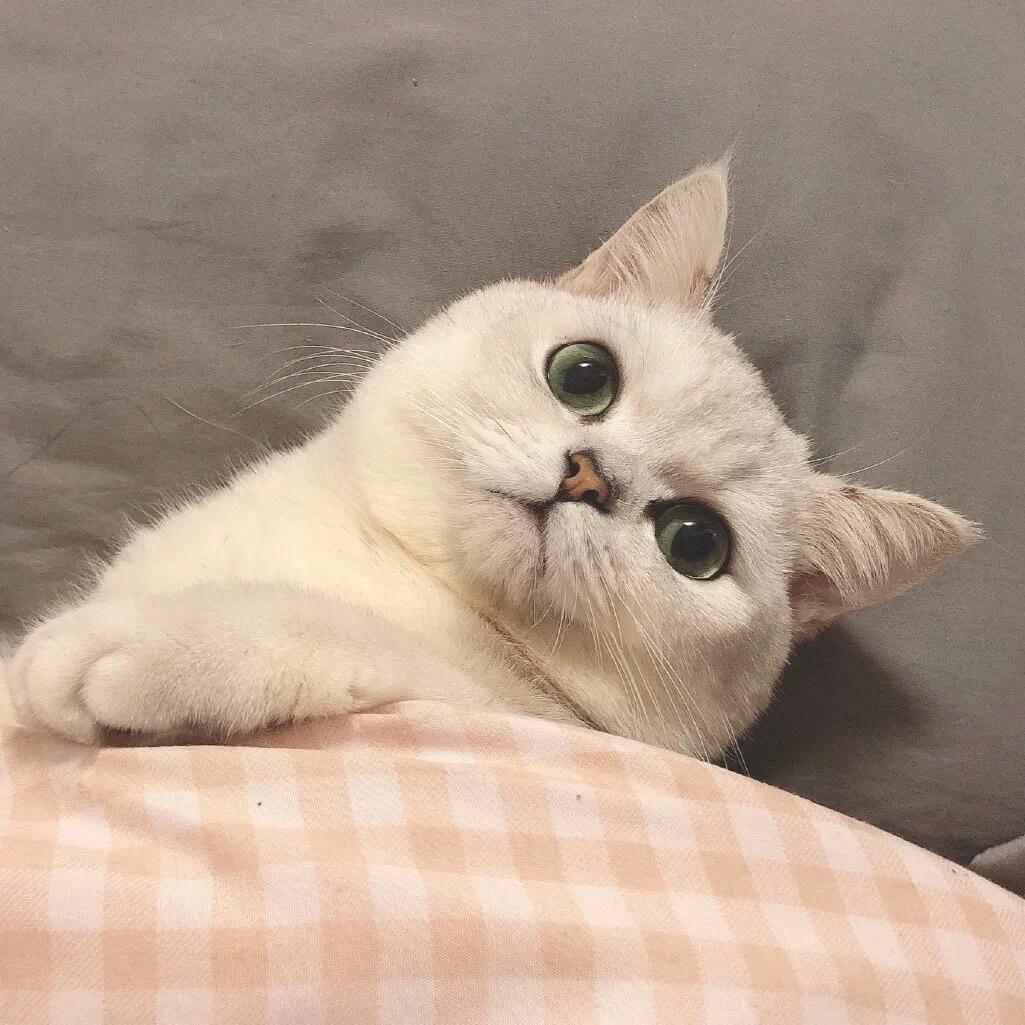 上弦之月🌙