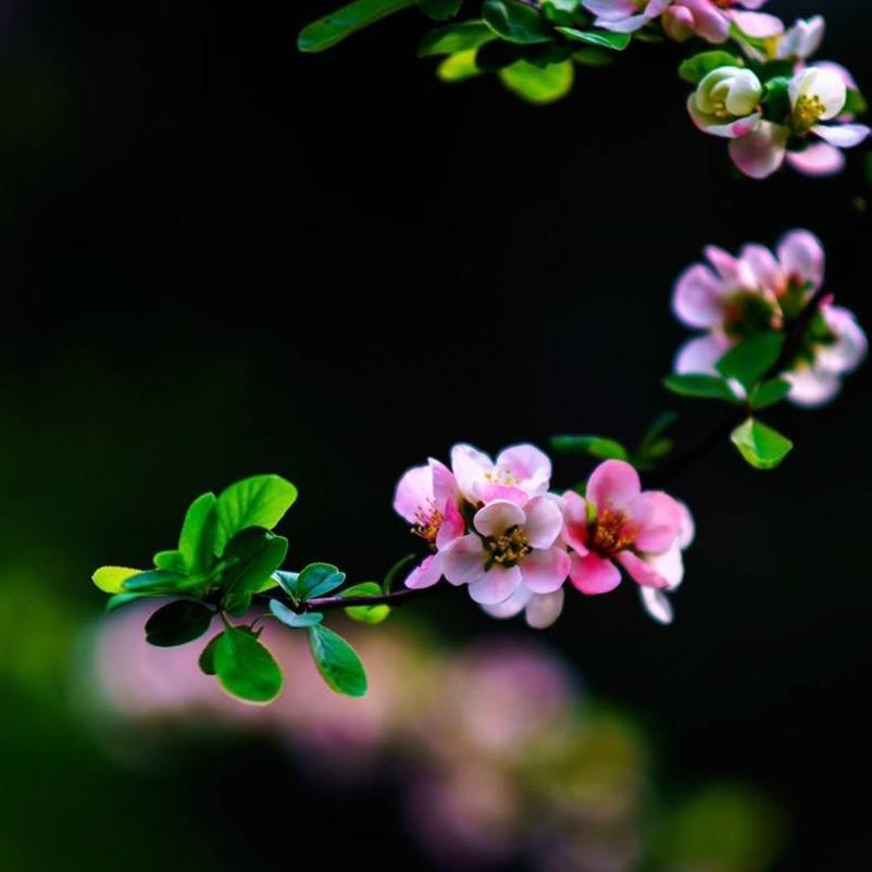 一片片的海棠