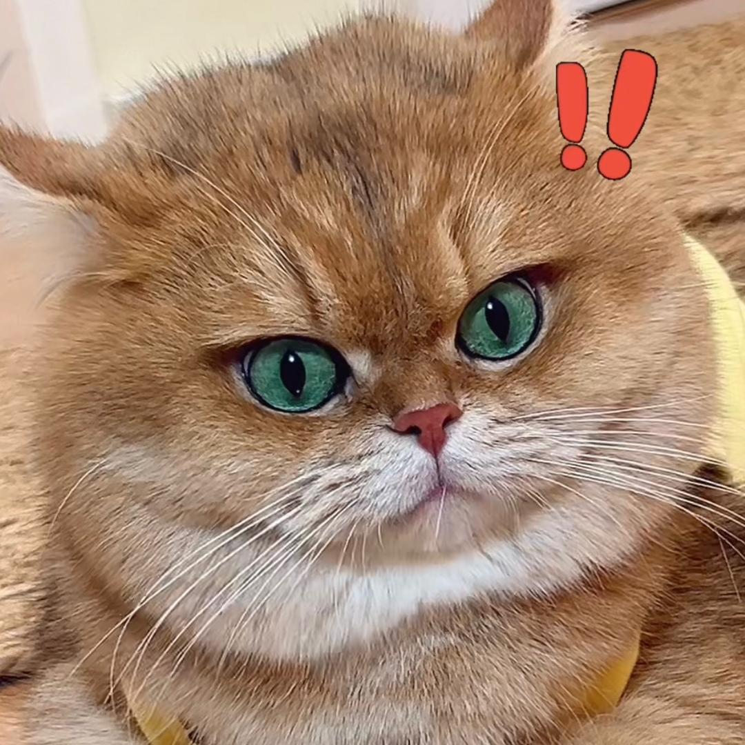 元宝话很多@抖音