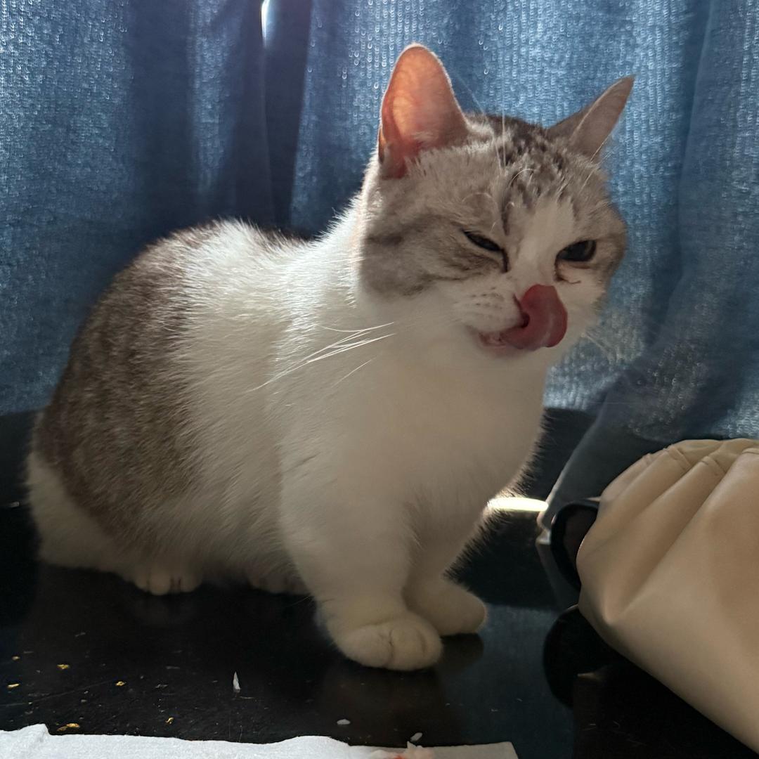 一只蠢笨猪
