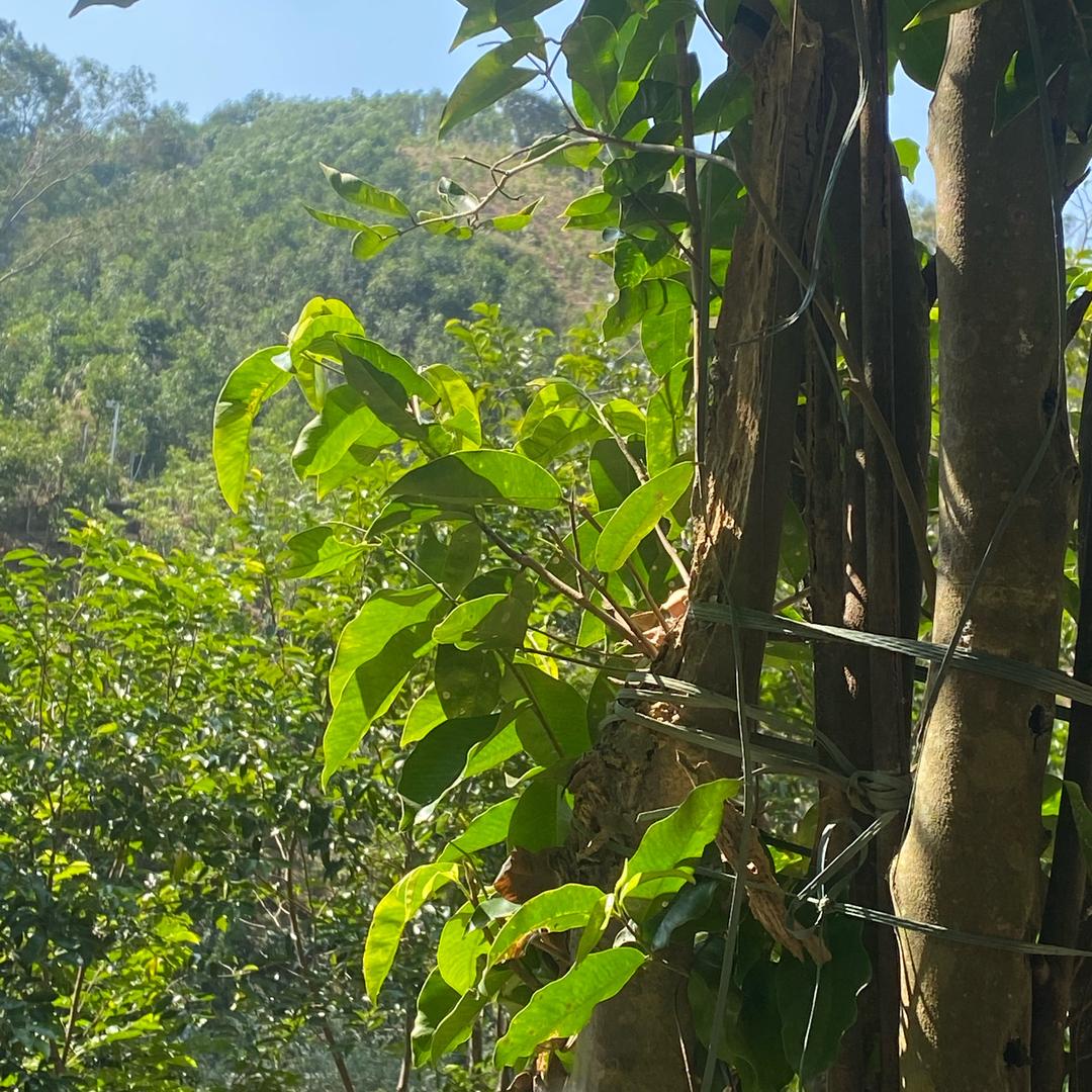 沉香见我（大号我见沉香）