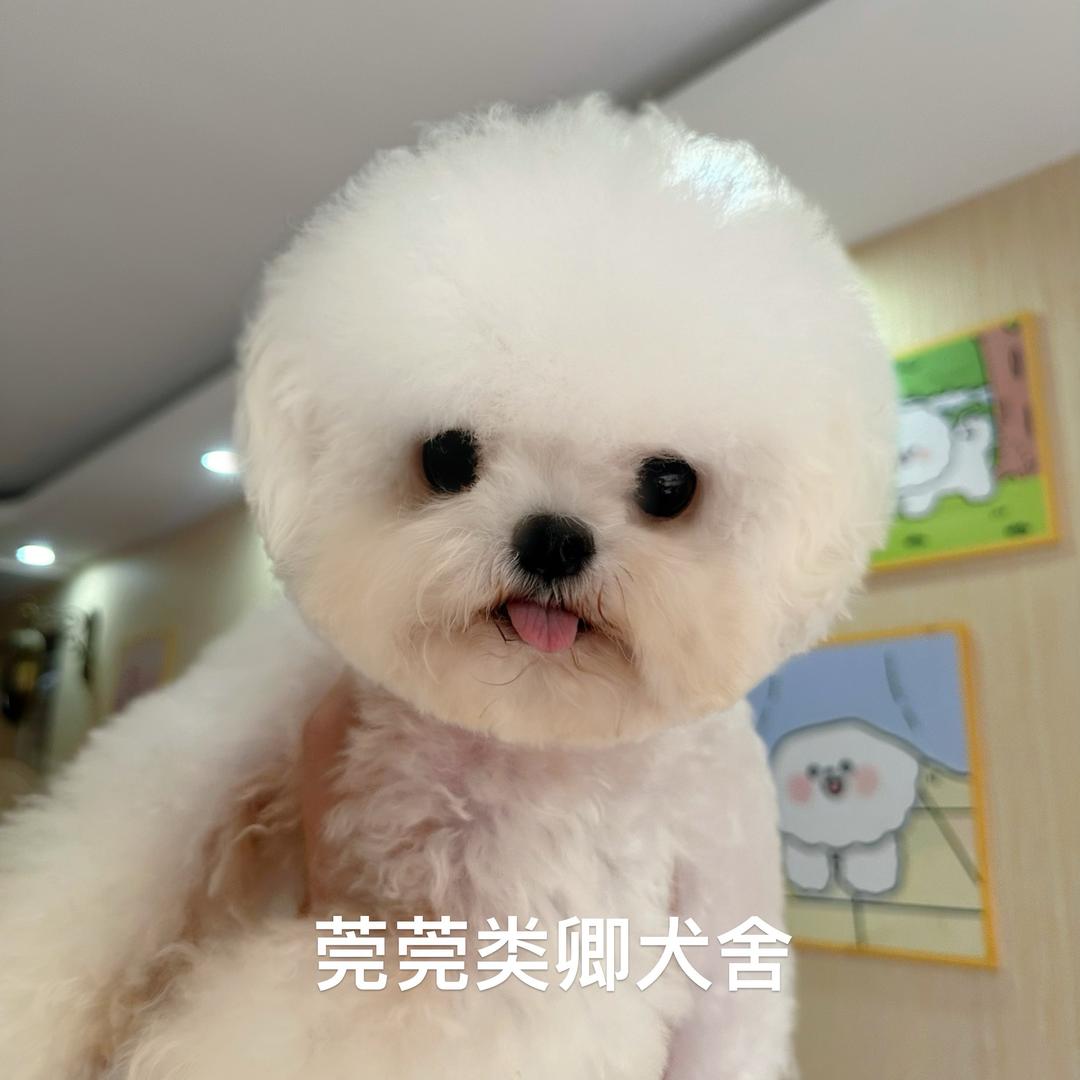 莞莞类卿犬舍