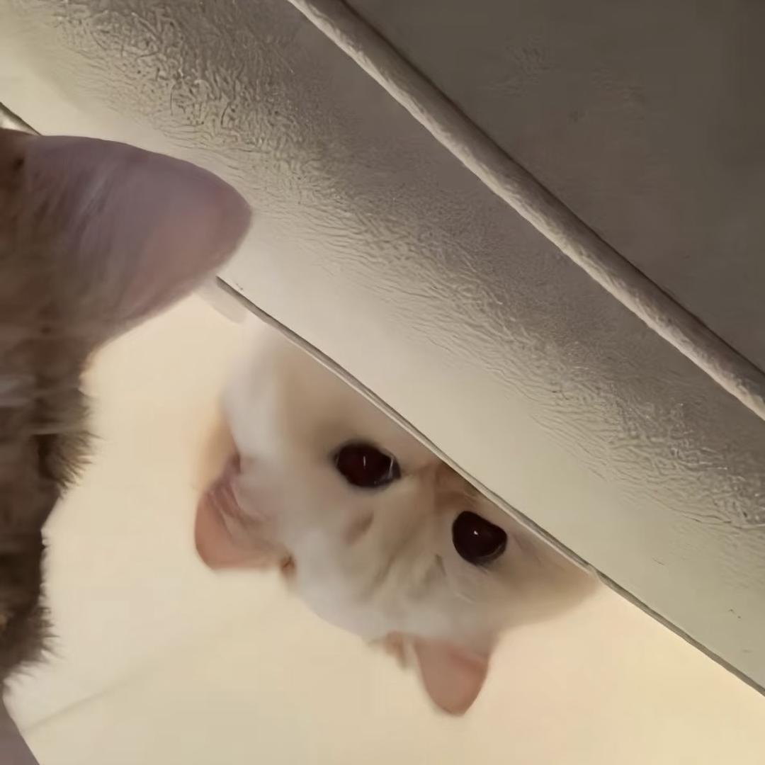 不会骑车的吗喽