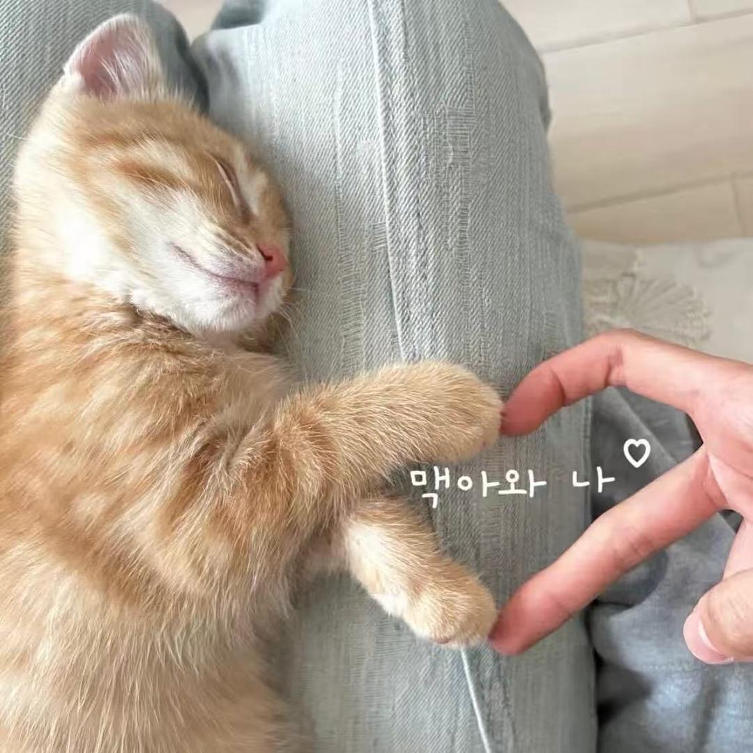 ☘️幸胡一笙💋