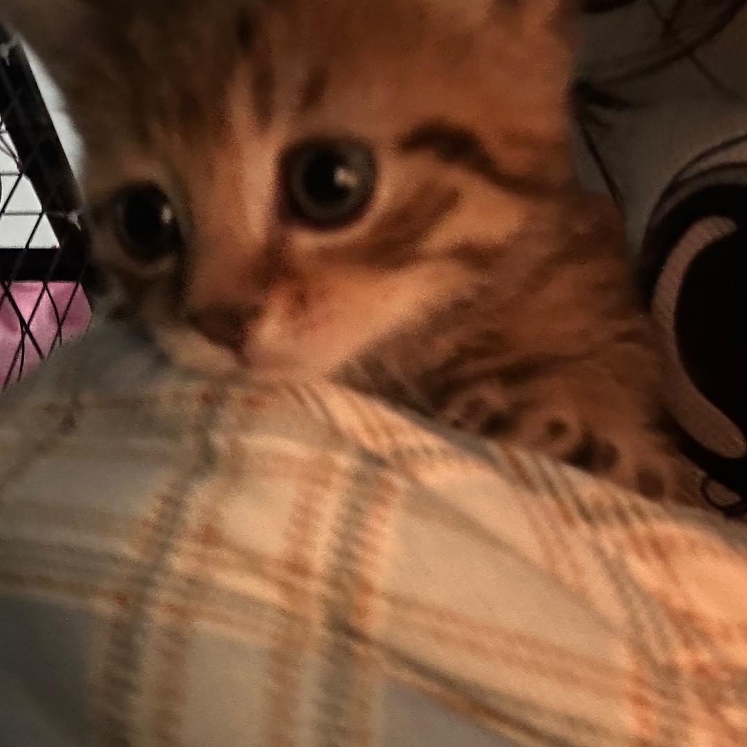 猫屎咖 啡要加糖ᵐ头像
