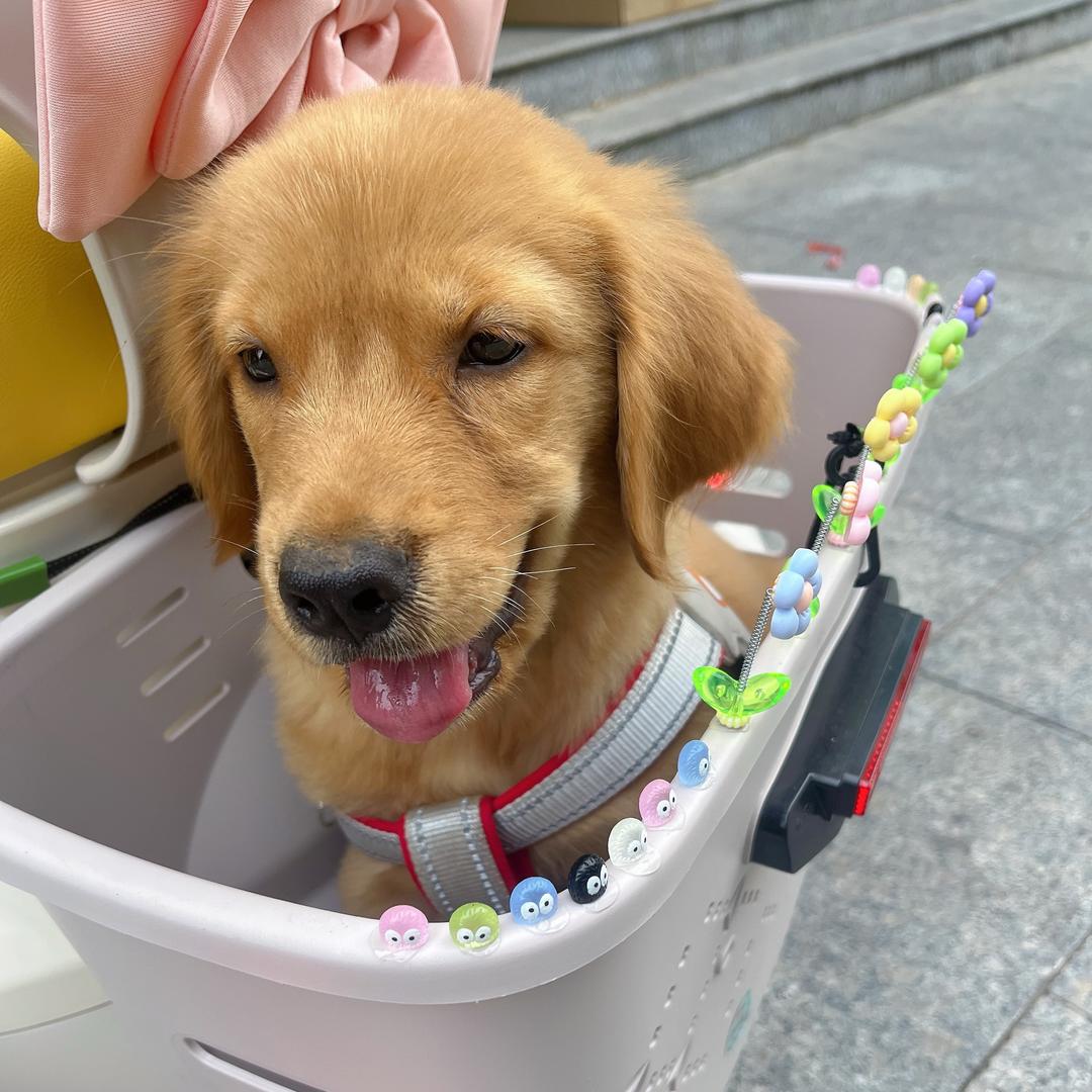 毛毛有点呆