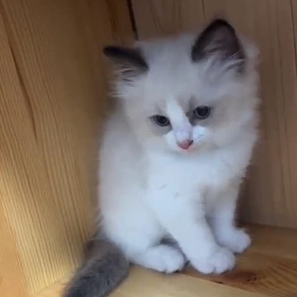 猫了个咪的～