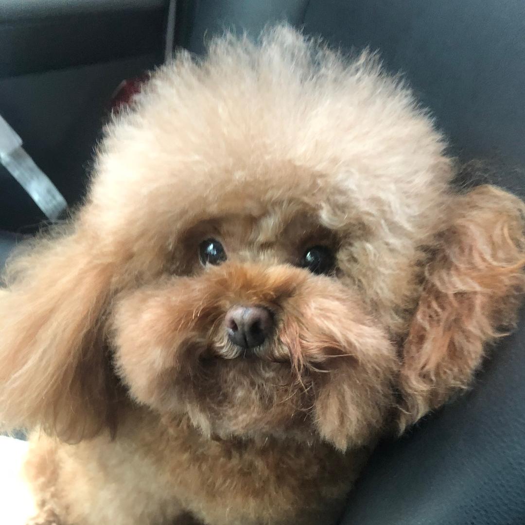 大球球