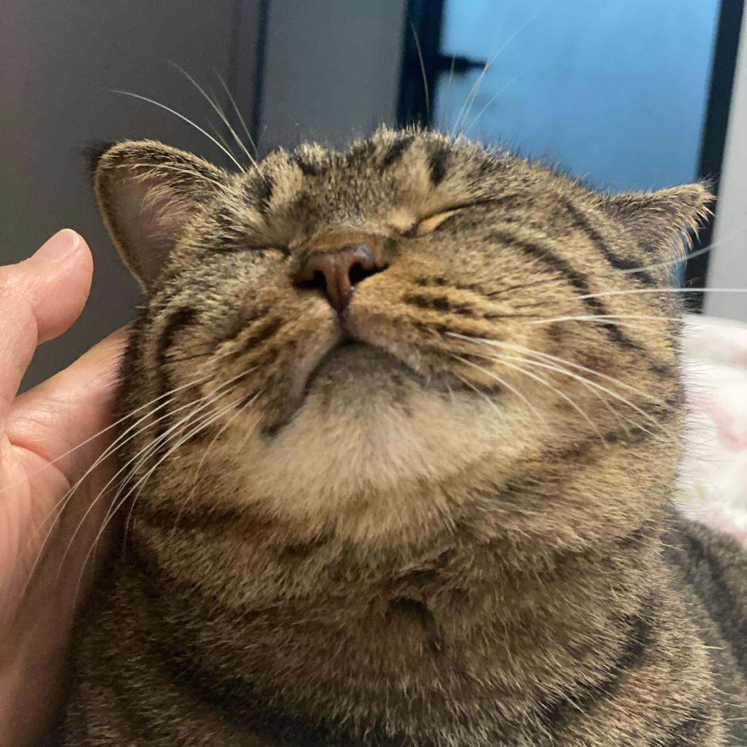 绅士@岁岁.（拒绝连赞）