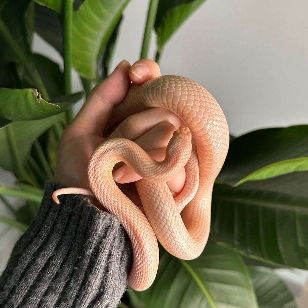 玉京崽🐍