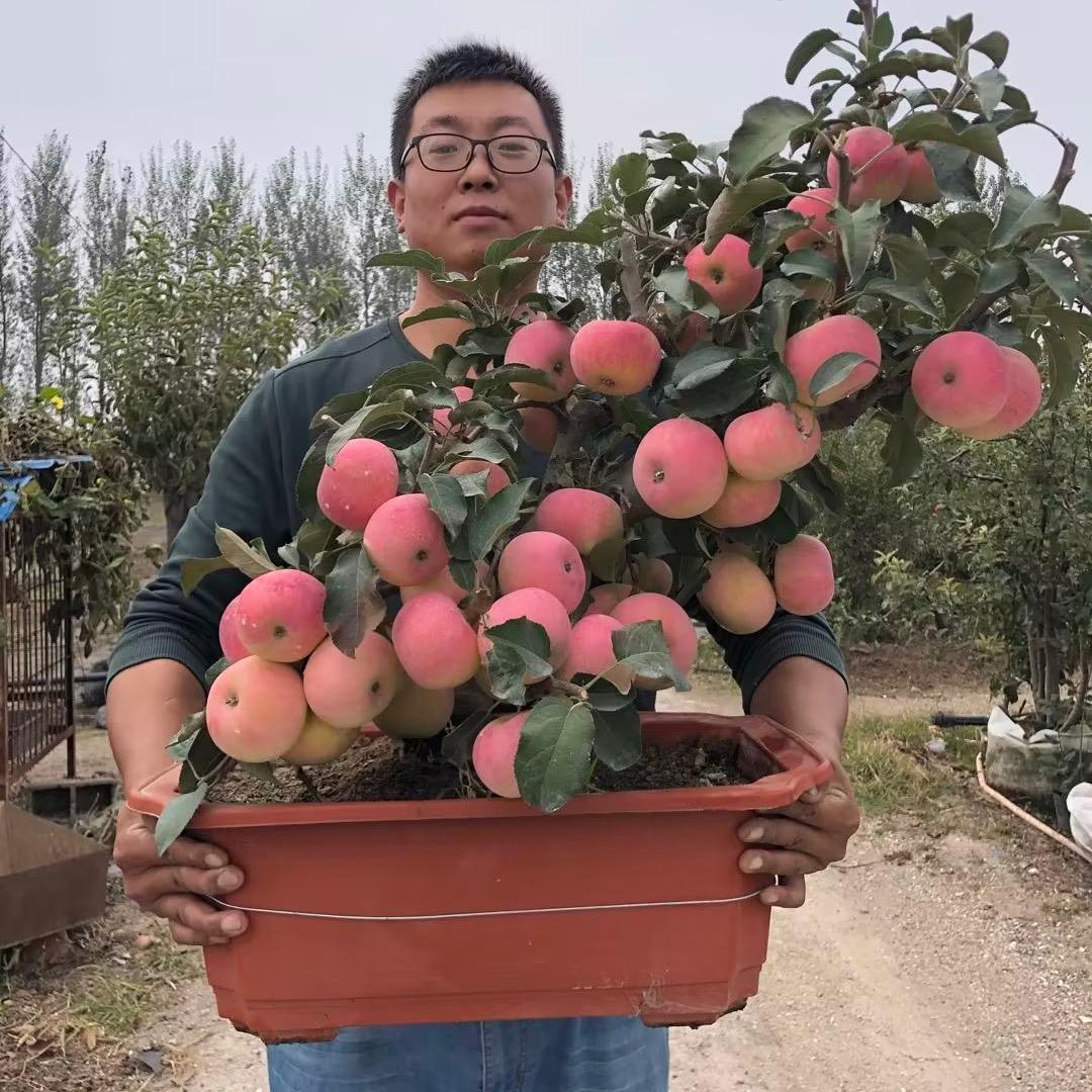 众果盆栽果树种植基地