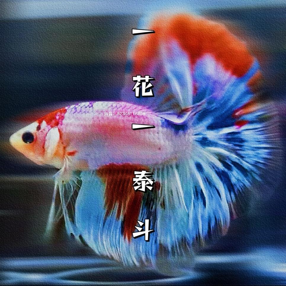 一花一泰斗鱼馆