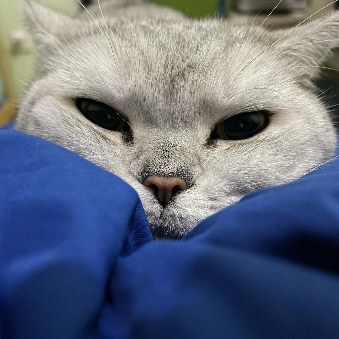 猫朵子💚♥️