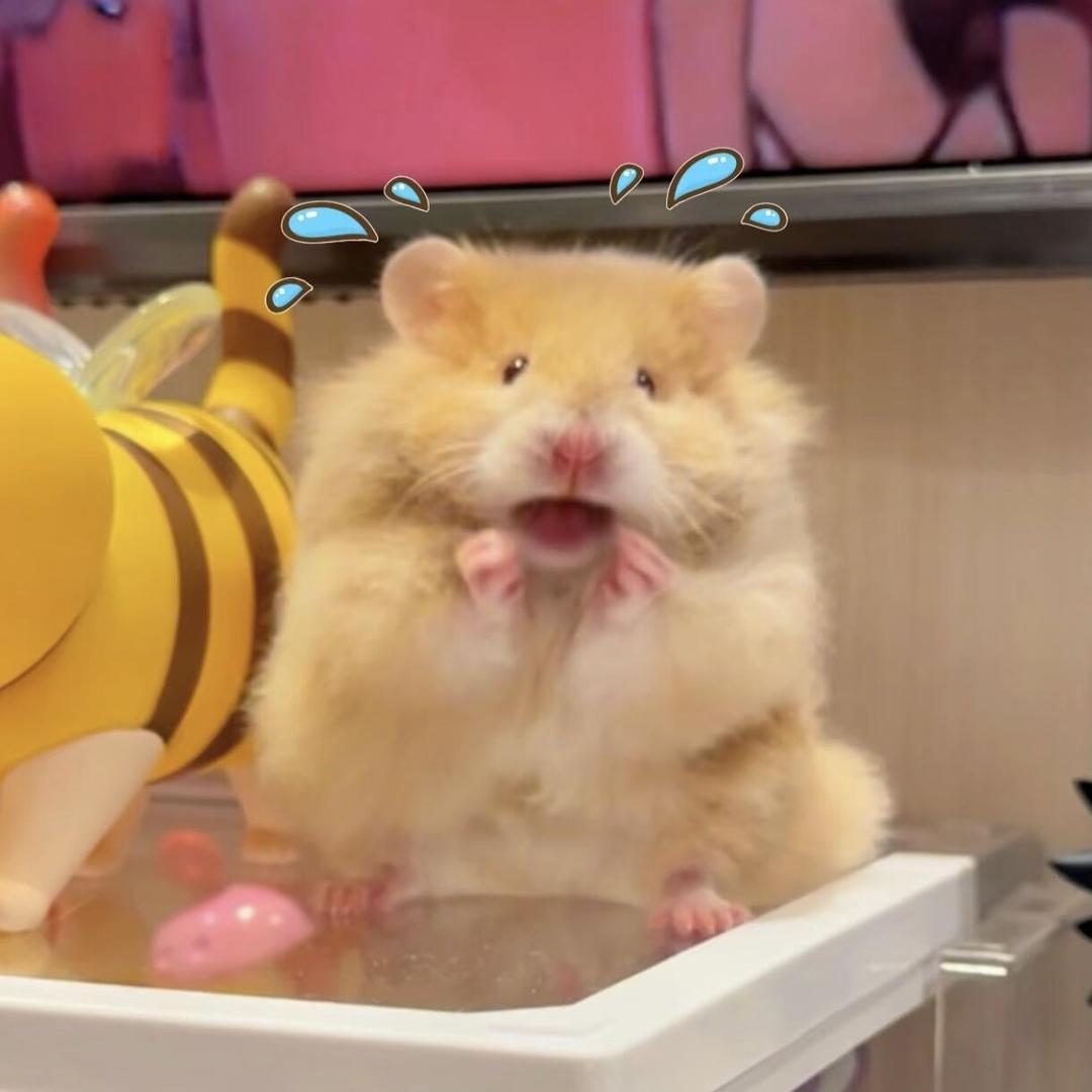 忻吱小熊🐻
