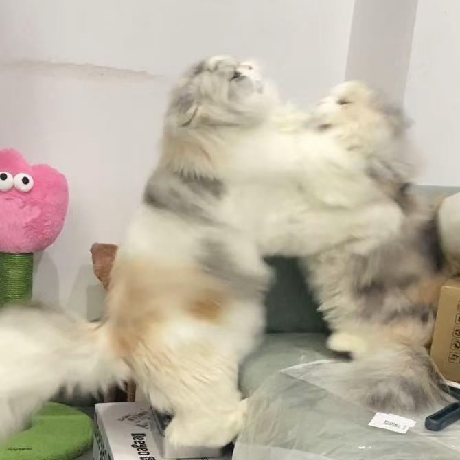 奶酪小飞棍