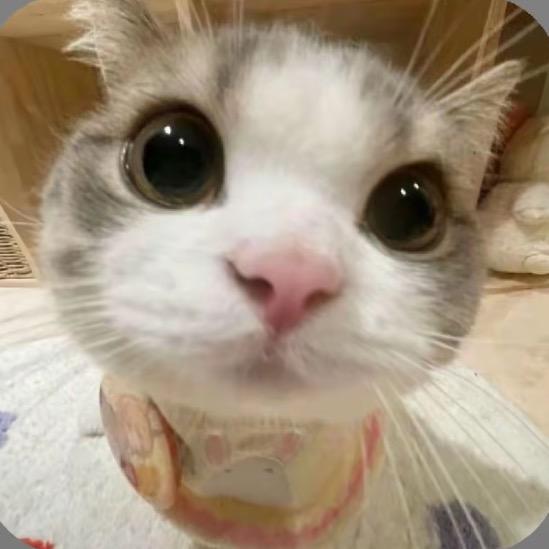 发财小咪