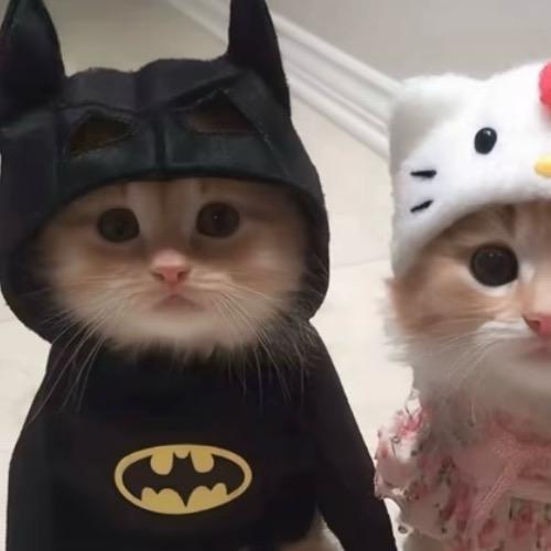 权威的浮游生物