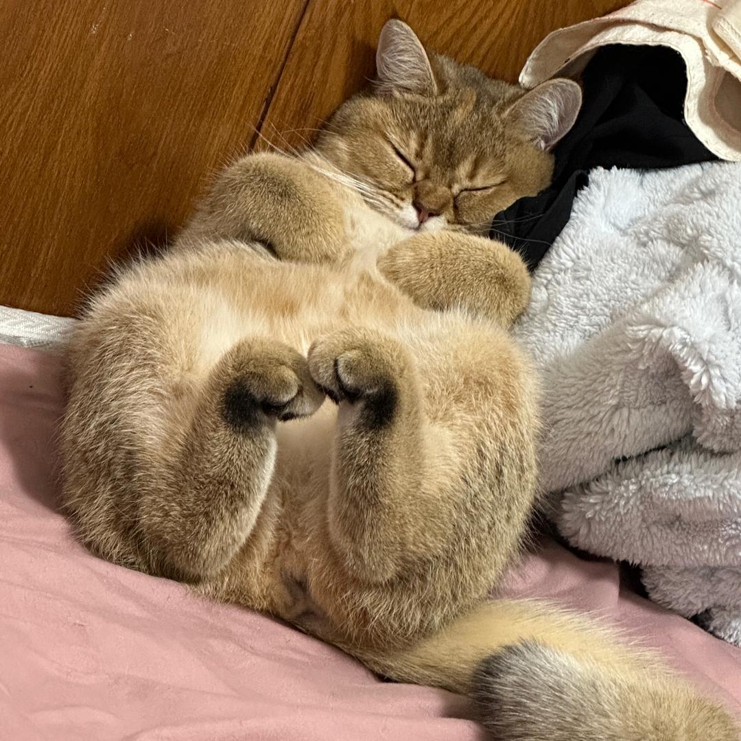 芋头不是煤气罐罐🐱