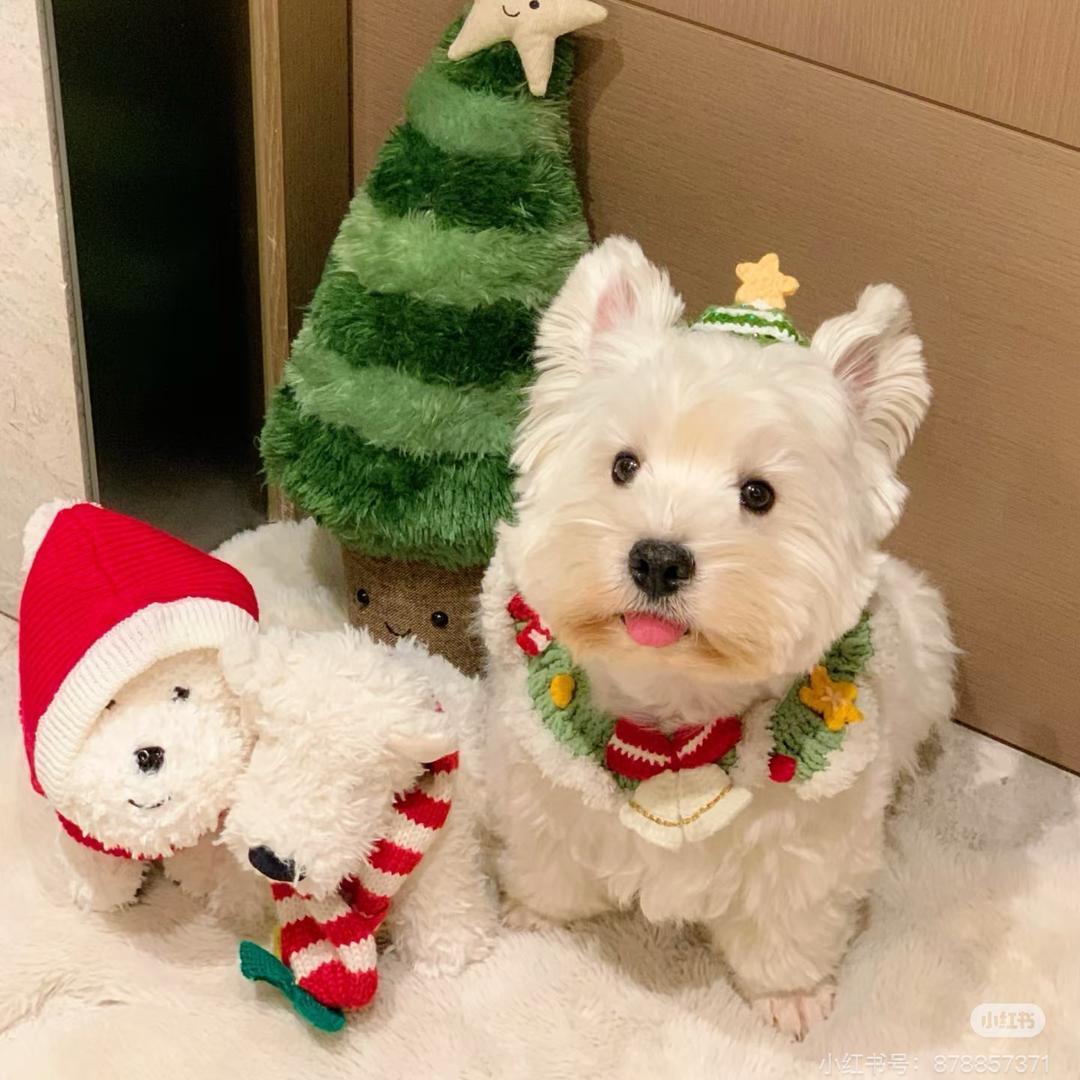 西高地直播2号。