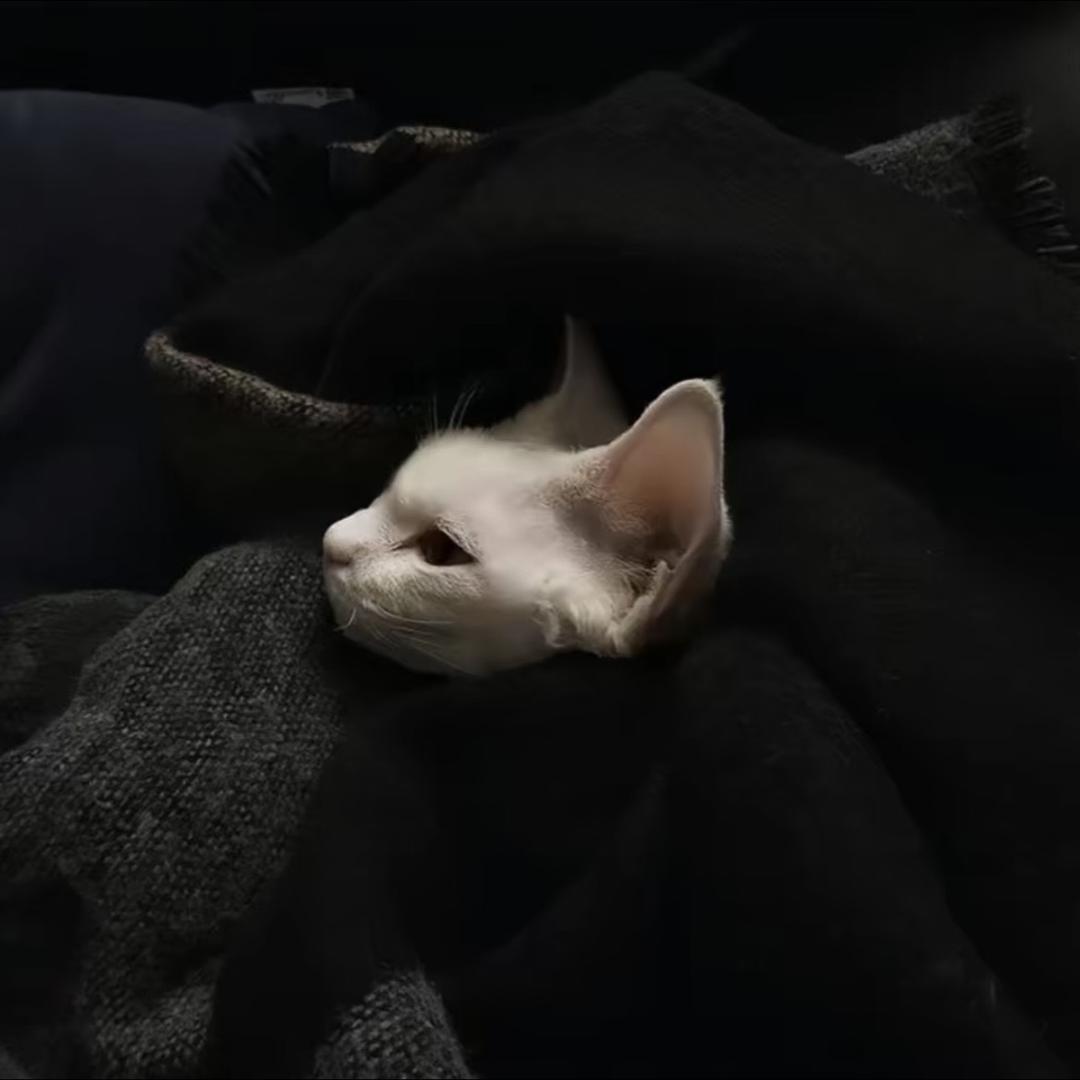 两颗