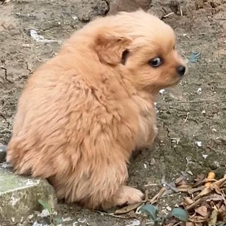 慧慧和呆呆