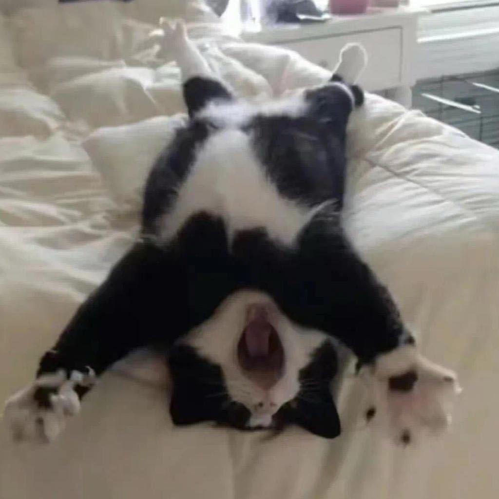 Y_yi