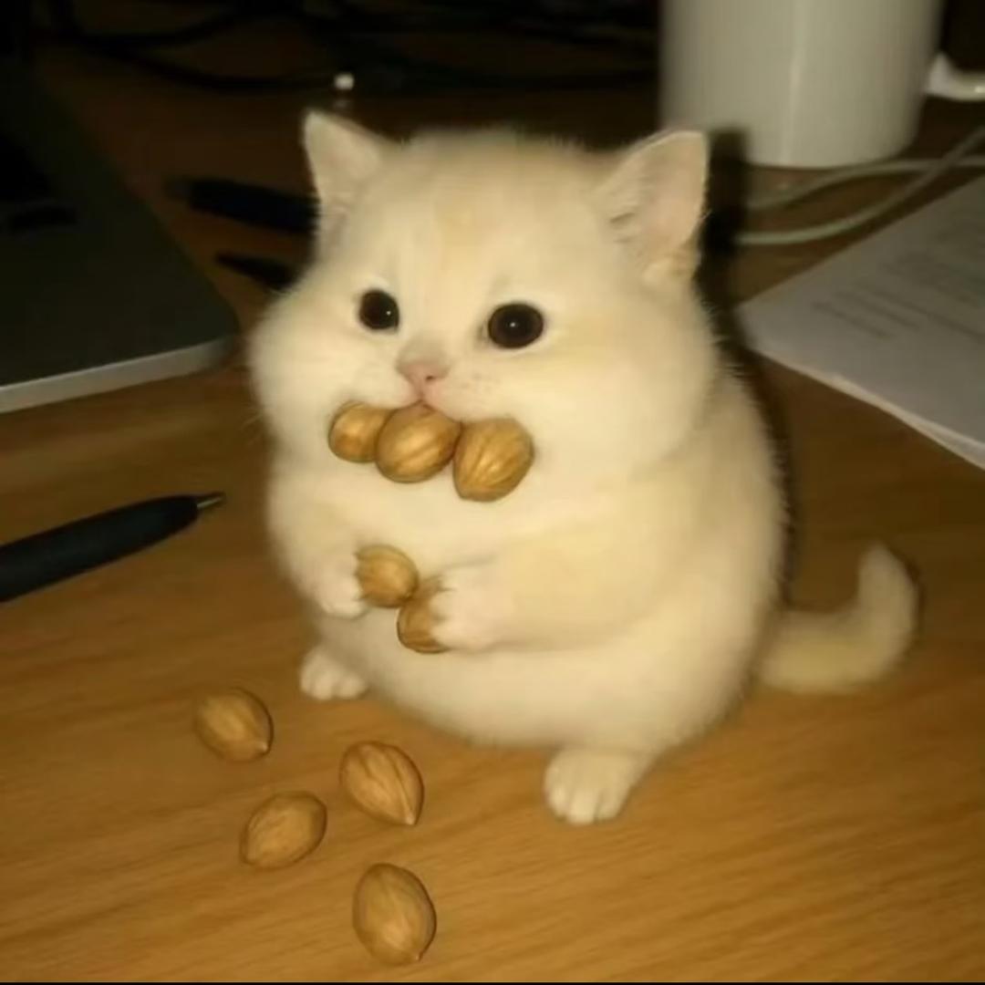 很饿的铁板鱿鱼