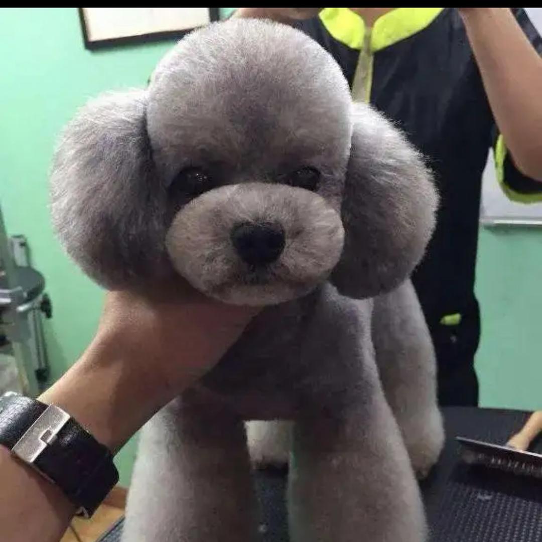 犬心犬意宠物店，宠物寄养度假村