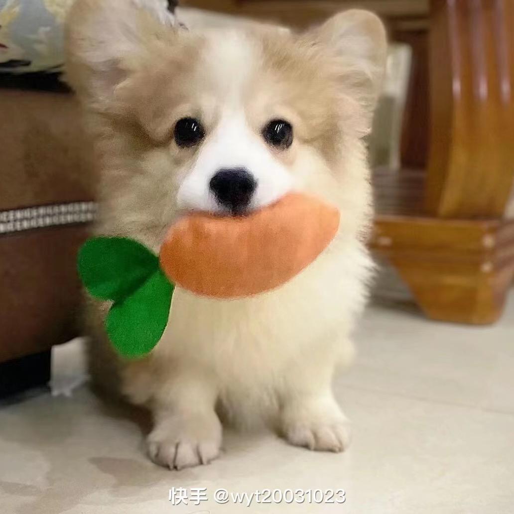 李小懒猪