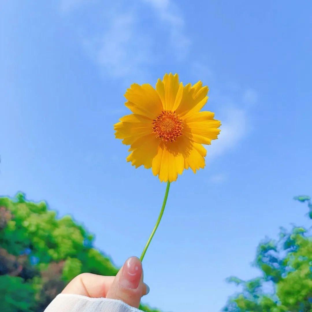 心语星愿